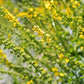 15 CHURCH STEEPLES Agrimonia Eupatoria aka Agrimony or Sticklewort Perennial Herb Yellow Flower Seeds
