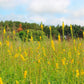 15 CHURCH STEEPLES Agrimonia Eupatoria aka Agrimony or Sticklewort Perennial Herb Yellow Flower Seeds