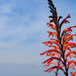 5 AFRICAN FLAG Chasmanthe Floribunda Cornflag Red Orange Hummingbird Flower Seeds