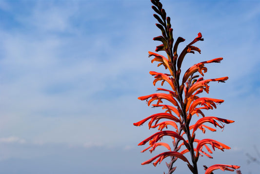5 AFRICAN FLAG Chasmanthe Floribunda Cornflag Red Orange Hummingbird Flower Seeds