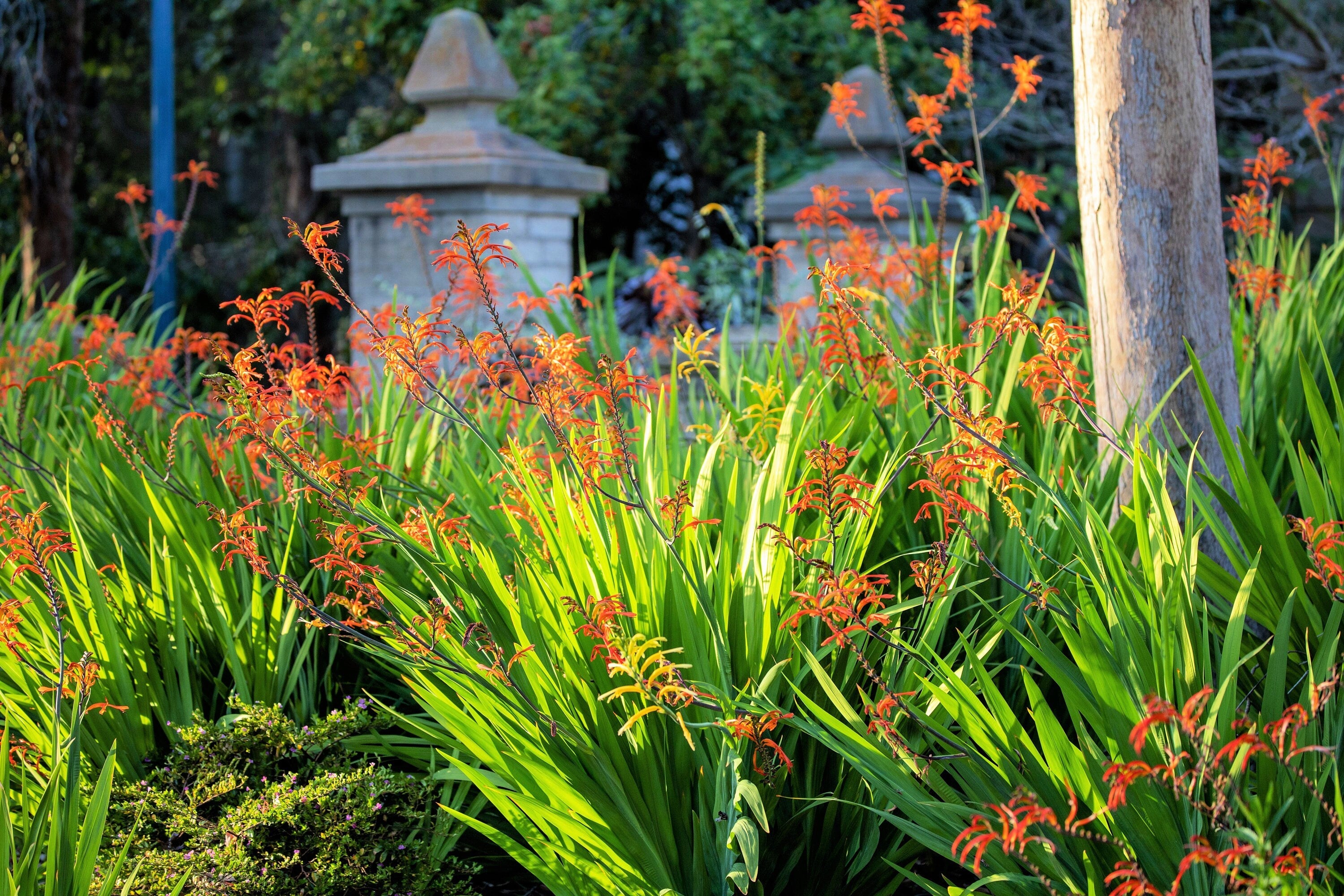 5 AFRICAN FLAG Chasmanthe Floribunda Cornflag Red Orange