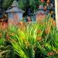 5 AFRICAN FLAG Chasmanthe Floribunda Cornflag Red Orange Hummingbird Flower Seeds