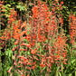 5 AFRICAN FLAG Chasmanthe Floribunda Cornflag Red Orange Hummingbird Flower Seeds