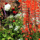 5 AFRICAN FLAG Chasmanthe Floribunda Cornflag Red Orange Hummingbird Flower Seeds
