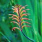 5 AFRICAN FLAG Chasmanthe Floribunda Cornflag Red Orange Hummingbird Flower Seeds