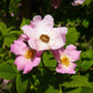 10 CLIMBING MICHIGAN ROSE Rosa Setigera aka Climbing Prairie or Illinois Rose Native Pink Flower Seeds