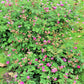10 CLIMBING MICHIGAN ROSE Rosa Setigera aka Climbing Prairie or Illinois Rose Native Pink Flower Seeds