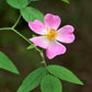 10 CLIMBING MICHIGAN ROSE Rosa Setigera aka Climbing Prairie or Illinois Rose Native Pink Flower Seeds