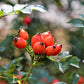10 CLIMBING MICHIGAN ROSE Rosa Setigera aka Climbing Prairie or Illinois Rose Native Pink Flower Seeds