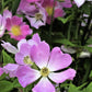 10 CLIMBING MICHIGAN ROSE Rosa Setigera aka Climbing Prairie or Illinois Rose Native Pink Flower Seeds