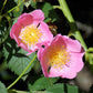 10 CLIMBING MICHIGAN ROSE Rosa Setigera aka Climbing Prairie or Illinois Rose Native Pink Flower Seeds