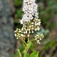 100 WHITE MEADOWSWEET Spiraea Alba Narrow Leaved Queen of the Prairie Native Flower Shrub Seeds