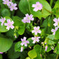 20 SIBERIAN SPRING BEAUTY Claytonia Sibirica aka Candy Flower, Pink Purslane, Siberian Miner's Lettuce Pink Striped Shade Flower Native Herb Seeds