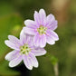 20 SIBERIAN SPRING BEAUTY Claytonia Sibirica aka Candy Flower, Pink Purslane, Siberian Miner's Lettuce Pink Striped Shade Flower Native Herb Seeds