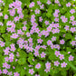 20 SIBERIAN SPRING BEAUTY Claytonia Sibirica aka Candy Flower, Pink Purslane, Siberian Miner's Lettuce Pink Striped Shade Flower Native Herb Seeds