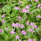 10 PINK FAWN LILY aka Trout Lily, Avalanche Lily, & Dog's Tooth Violet Erythronium Revolutum Native Flower Seeds