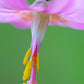 10 PINK FAWN LILY aka Trout Lily, Avalanche Lily, & Dog's Tooth Violet Erythronium Revolutum Native Flower Seeds