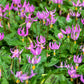 10 PINK FAWN LILY aka Trout Lily, Avalanche Lily, & Dog's Tooth Violet Erythronium Revolutum Native Flower Seeds
