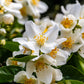 40 WESTERN MOCK ORANGE Philadelphus Lewisii Native White Yellow Flower Shrub Seeds