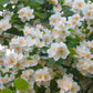 40 WESTERN MOCK ORANGE Philadelphus Lewisii Native White Yellow Flower Shrub Seeds