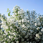 40 WESTERN MOCK ORANGE Philadelphus Lewisii Native White Yellow Flower Shrub Seeds