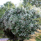 40 WESTERN MOCK ORANGE Philadelphus Lewisii Native White Yellow Flower Shrub Seeds