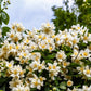 40 WESTERN MOCK ORANGE Philadelphus Lewisii Native White Yellow Flower Shrub Seeds