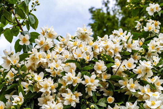 40 WESTERN MOCK ORANGE Philadelphus Lewisii Native White Yellow Flower Shrub Seeds
