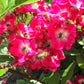 25 SWEET BRIAR ROSE Multiple Shades of Pink Eglantine Rose Rosa Eglanteria syn. Rosa Rubiginosa Flower Shrub Seeds