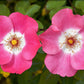 25 SWEET BRIAR ROSE Multiple Shades of Pink Eglantine Rose Rosa Eglanteria syn. Rosa Rubiginosa Flower Shrub Seeds