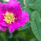 25 SWEET BRIAR ROSE Multiple Shades of Pink Eglantine Rose Rosa Eglanteria syn. Rosa Rubiginosa Flower Shrub Seeds