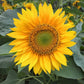 100 PEREDOVIK SUNFLOWER Helianthus Annuus aka Black Peredovik Good Oil / Oilseed Type Yellow Flower Seeds