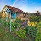100 PEREDOVIK SUNFLOWER Helianthus Annuus aka Black Peredovik Good Oil / Oilseed Type Yellow Flower Seeds