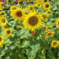 100 PEREDOVIK SUNFLOWER Helianthus Annuus aka Black Peredovik Good Oil / Oilseed Type Yellow Flower Seeds