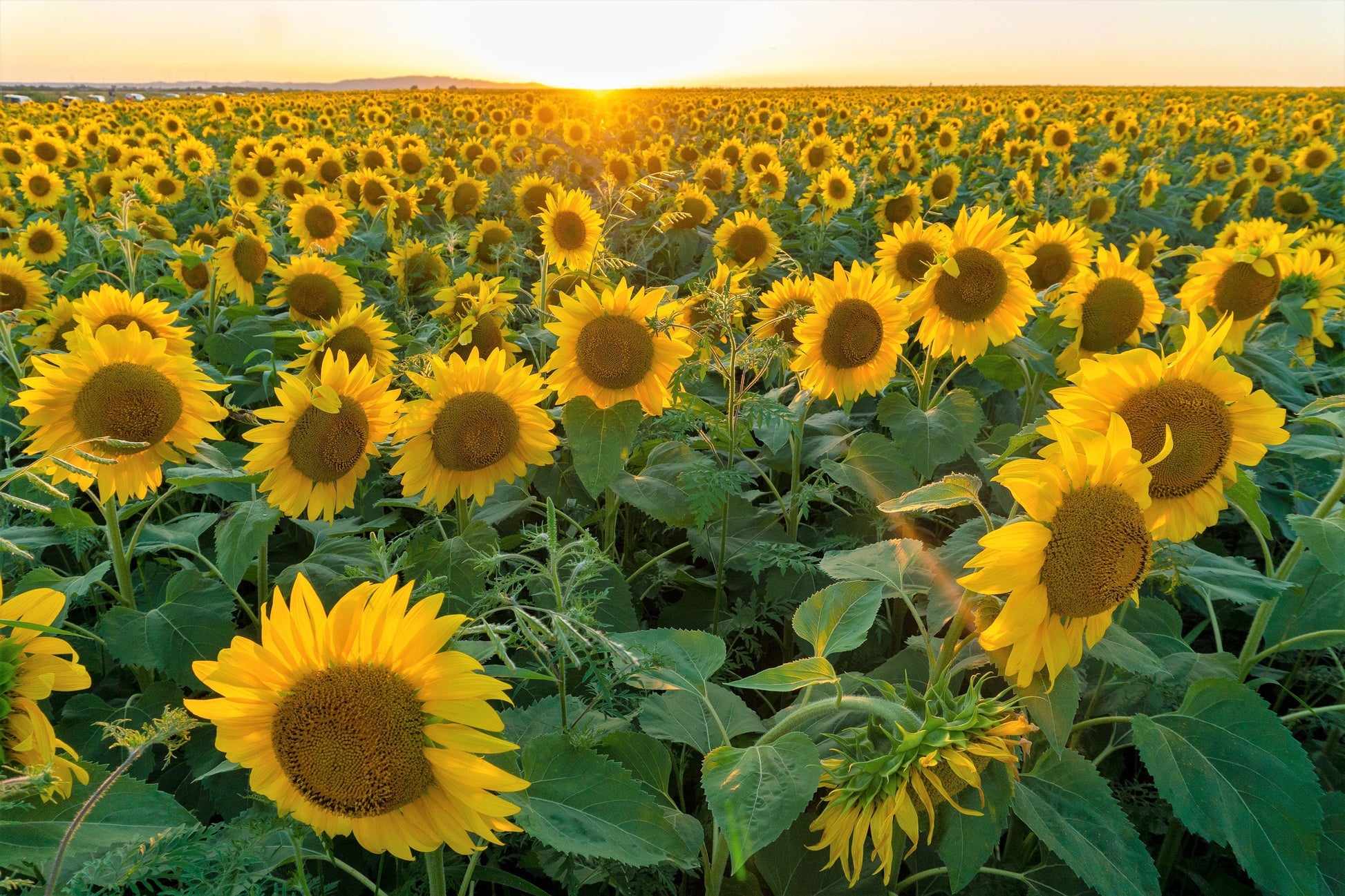 peredovik sunflower seeds for planting 100 Peredovik SUNFLOWER Helianthus Annuus aka Black Peredovik Good Oil / Oilseed Type Yellow Flower Seeds
