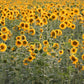 100 PEREDOVIK SUNFLOWER Helianthus Annuus aka Black Peredovik Good Oil / Oilseed Type Yellow Flower Seeds