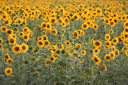 100 PEREDOVIK SUNFLOWER Helianthus Annuus aka Black Peredovik Good Oil / Oilseed Type Yellow Flower Seeds