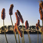 1000 CREEPING MEADOW FOXTAIL 'Garrison' Alopecurus Arundinaceus Cool Season Moist Grass Hay Brown Yellow Flower Seeds