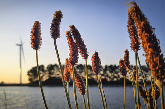 1000 CREEPING MEADOW FOXTAIL 'Garrison' Alopecurus Arundinaceus Cool Season Moist Grass Hay Brown Yellow Flower Seeds
