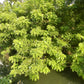 10 AMUR MAACKIA Cladrastis Amurensis Tree Ornamental White Flower Legume Seeds