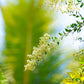 40 WHITE FLOWERING HENNA Tree Lawsonia Inermis var. Alba Dye Plant Tattoo Flower Seeds
