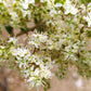 40 WHITE FLOWERING HENNA Tree Lawsonia Inermis var. Alba Dye Plant Tattoo Flower Seeds