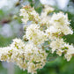 40 WHITE FLOWERING HENNA Tree Lawsonia Inermis var. Alba Dye Plant Tattoo Flower Seeds