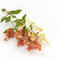40 WHITE FLOWERING HENNA Tree Lawsonia Inermis var. Alba Dye Plant Tattoo Flower Seeds