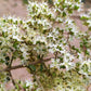 40 WHITE FLOWERING HENNA Tree Lawsonia Inermis var. Alba Dye Plant Tattoo Flower Seeds