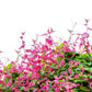 5 CORAL VINE Mexican Creeper Bee Bush Chain of Love Mountain Rose Antigonon Leptopus Bright Pink Climber Ground Cover Flower Seeds