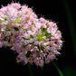 10 MOUSE GARLIC Allium Angulosum Wild Garlic Pink Flower Herb Seeds