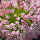 10 MOUSE GARLIC Allium Angulosum Wild Garlic Pink Flower Herb Seeds