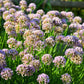 10 MOUSE GARLIC Allium Angulosum Wild Garlic Pink Flower Herb Seeds