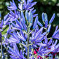 20 Blue LARGE CAMAS Camassia Leichtlinii Quamasia Great Camass Native Flower Seeds